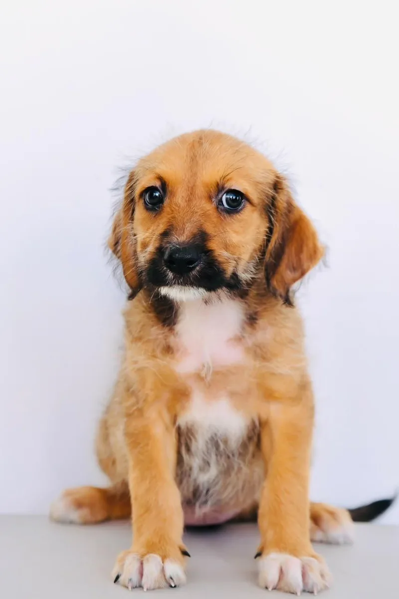 A baby medium-sized female Australian Cattle Dog / Blue Heeler dog named Plum for adoption in San Diego, CA