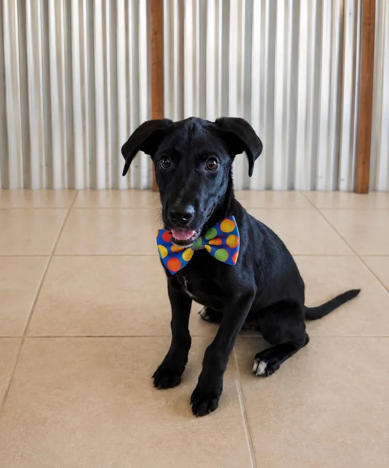 A baby medium-sized male Black Labrador Retriever dog named Gunner for adoption in Killingworth, CT