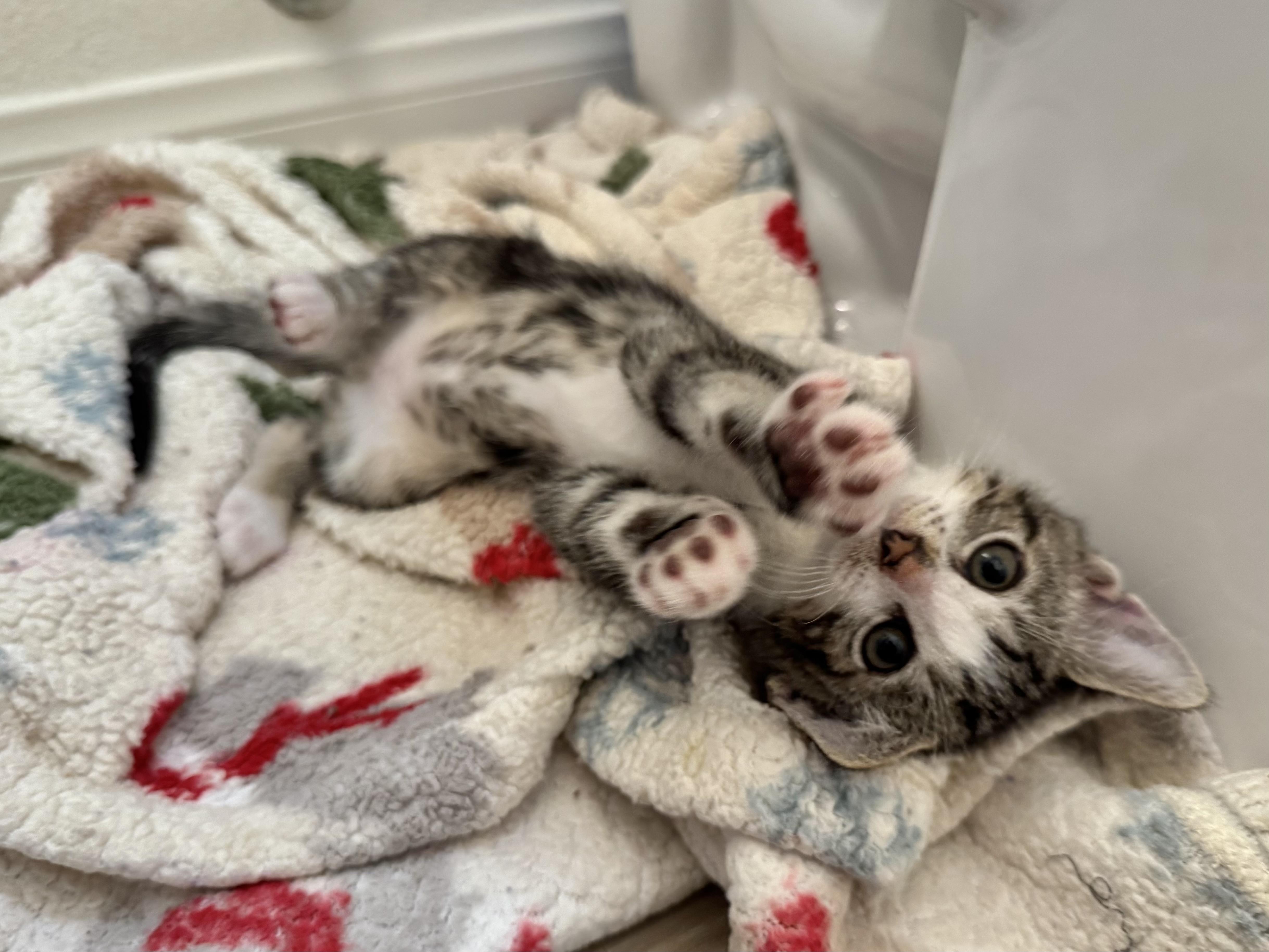 A baby medium-sized male Tabby (Brown / Chocolate) Domestic Short Hair cat named Bucatini & Tortellini for adoption in Avondale Estates, GA