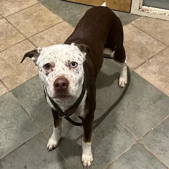 An adult medium-sized male Brown / Chocolate Mixed Breed dog named Borris for adoption in Chattanooga, TN