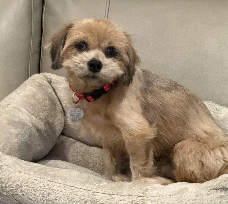 A young small-sized male Lhasa Apso dog named Bojo for adoption in Elk Grove, CA