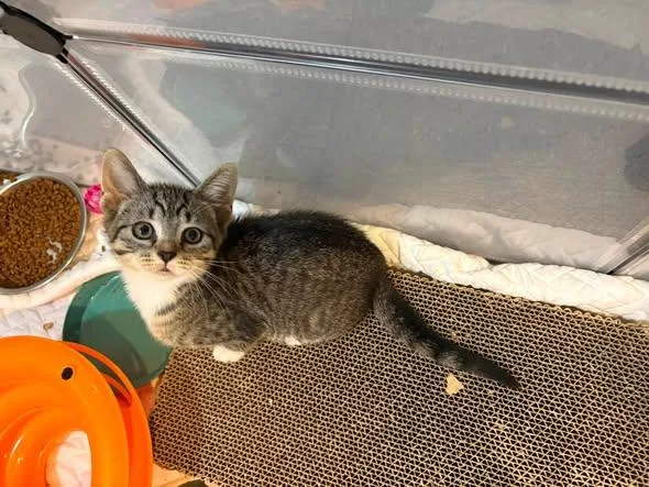 A baby medium-sized female Domestic Short Hair cat named Mitzi and Pascal for adoption in Chesapeake Beach, MD