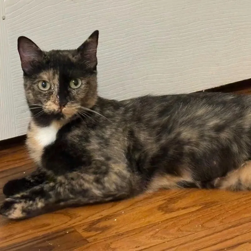A young medium-sized female Tortoiseshell cat named Suki for adoption in Concord, CA