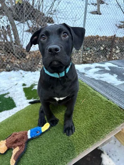 A baby large-sized male Mixed Breed dog named Below Zero for adoption in Chicago, IL