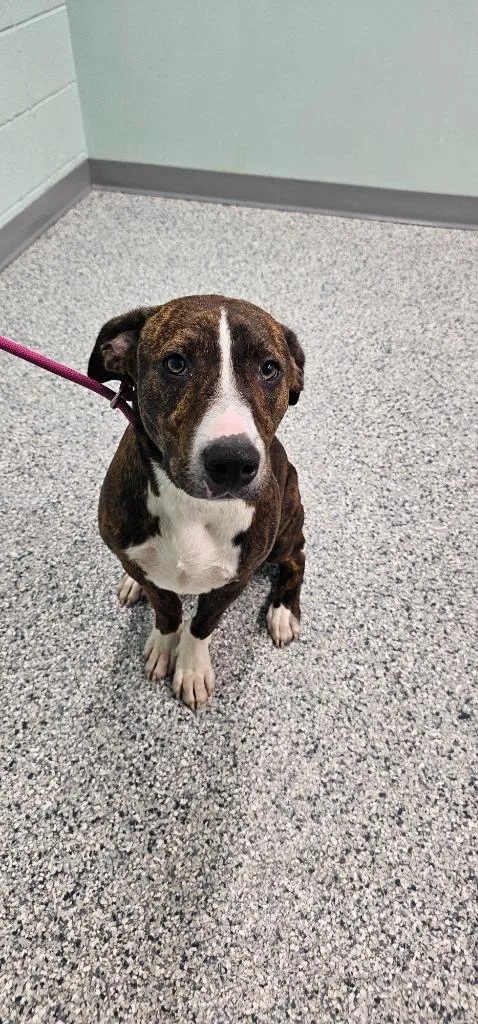 A baby large-sized male Terrier dog named Cooper for adoption in Athens, TN