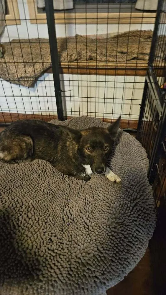 A baby medium-sized female Shepherd dog named La Veta for adoption in Colorado Springs, CO