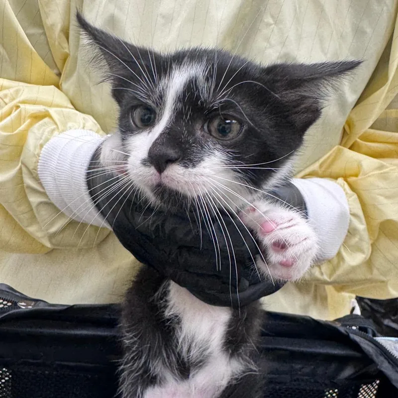 A baby small-sized female Black Domestic Short Hair cat named Crayon for adoption in Winston-Salem, NC