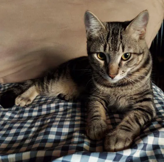 An adult medium-sized male Domestic Short Hair cat named Cullen for adoption in Monrovia, CA