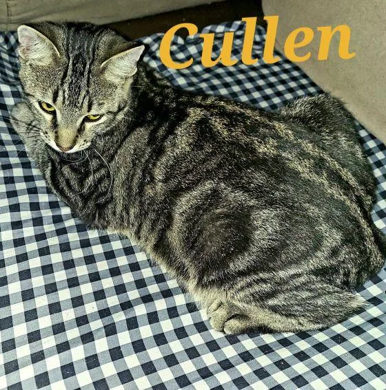 Cullen thumbnail 2