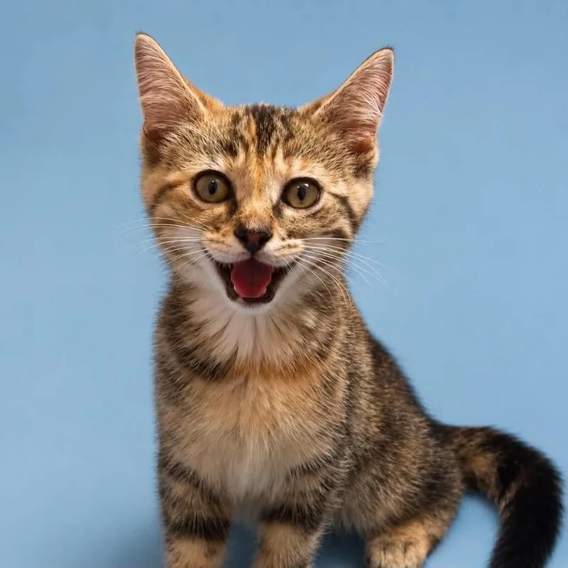 A baby small-sized female Torbie Domestic Short Hair cat named Lillian for adoption in Rocky Mount, VA