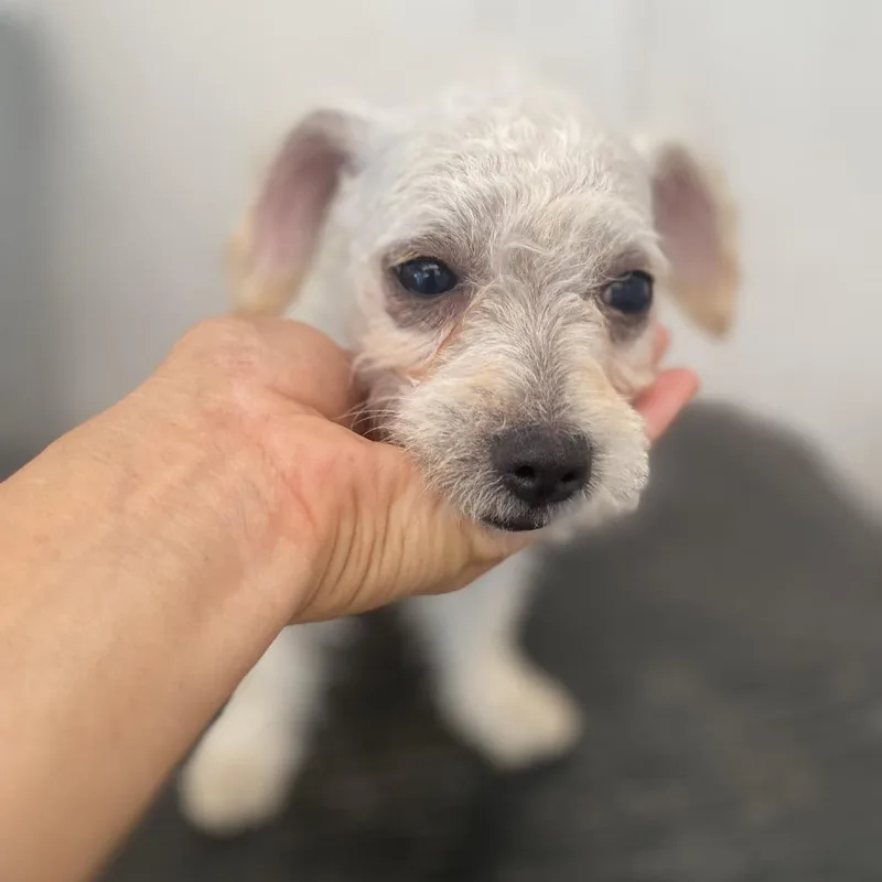 A baby small-sized female Poodle dog named Butter for adoption in Escondido, CA