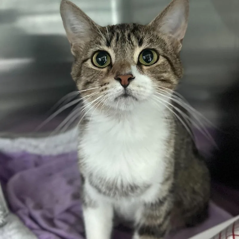 An adult medium-sized female Brown / Chocolate Domestic Short Hair cat named Mitsubishi for adoption in Matteson, IL