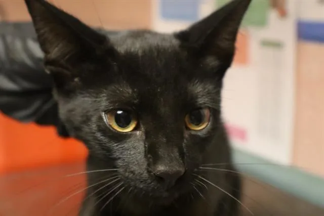 A baby small-sized male Domestic Short Hair cat named Gavi for adoption in Columbia, SC