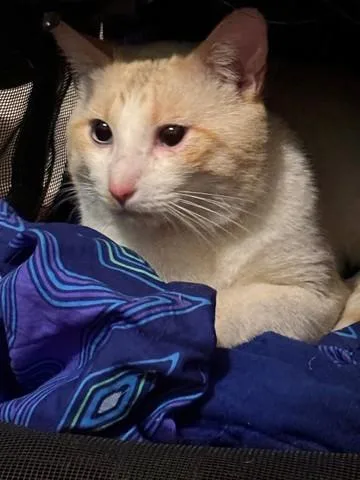 An adult medium-sized male Domestic Short Hair cat named Marshmallow for adoption in Santa Monica, CA