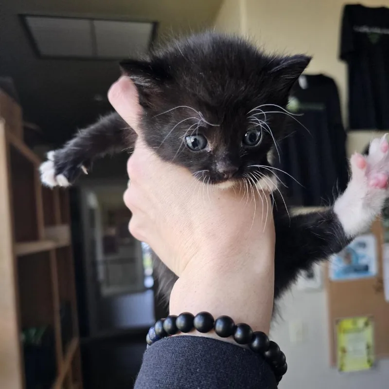 A baby small-sized female Black Domestic Short Hair cat named Alexandria for adoption in Fredericksburg, TX