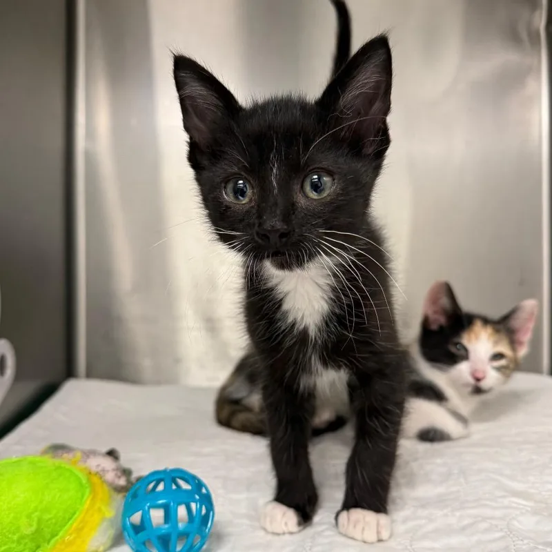 A baby small-sized male Black American Shorthair cat named Ridge for adoption in Mount Shasta, CA