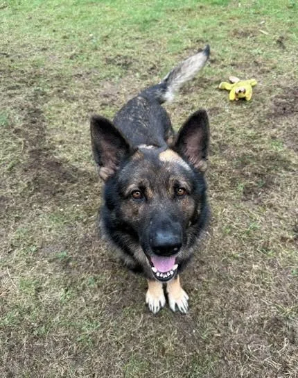 An adult large-sized male Black German Shepherd Dog dog named Maverick for adoption in Bellaire, MI