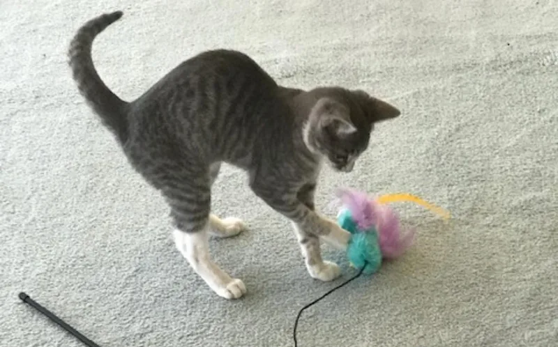 An adult medium-sized female Tabby (Gray / Blue / Silver) Domestic Short Hair cat named Bootsie for adoption in Murrieta, CA