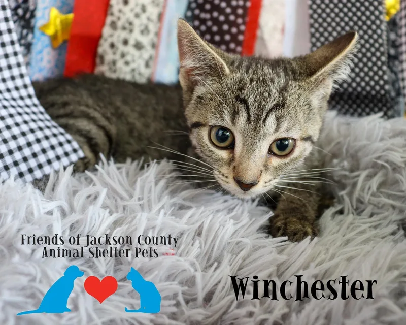 A baby small-sized female Tabby (Brown / Chocolate) Domestic Short Hair cat named Winchester for adoption in Ocean Springs, MS