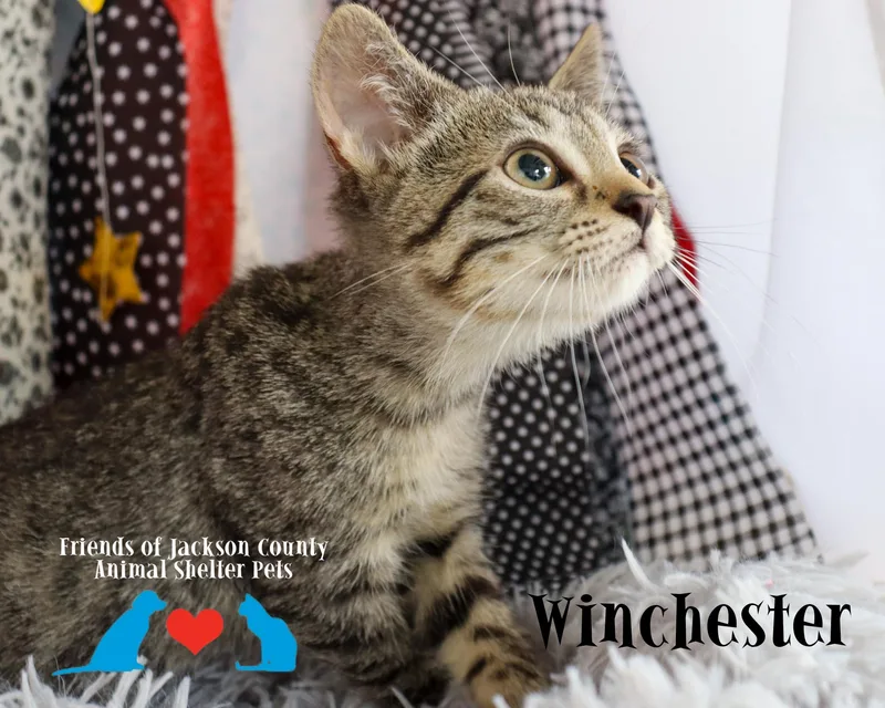 Winchester thumbnail 3