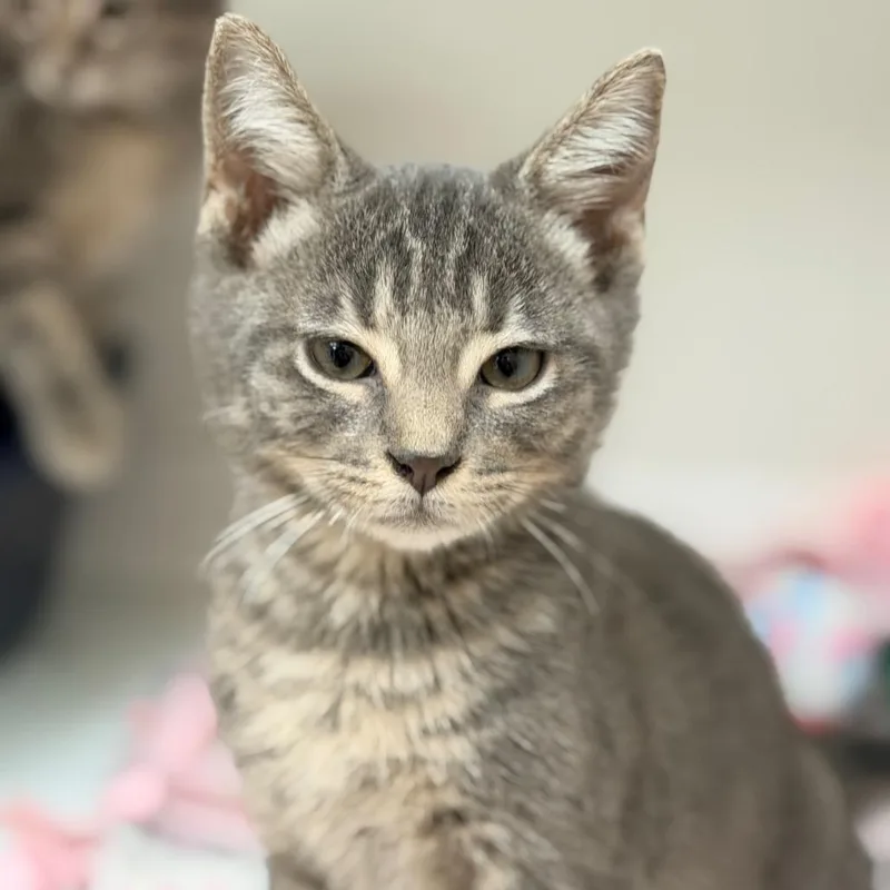 A baby small-sized male Gray / Blue / Silver Domestic Short Hair cat named Berlioz for adoption in Champaign, IL