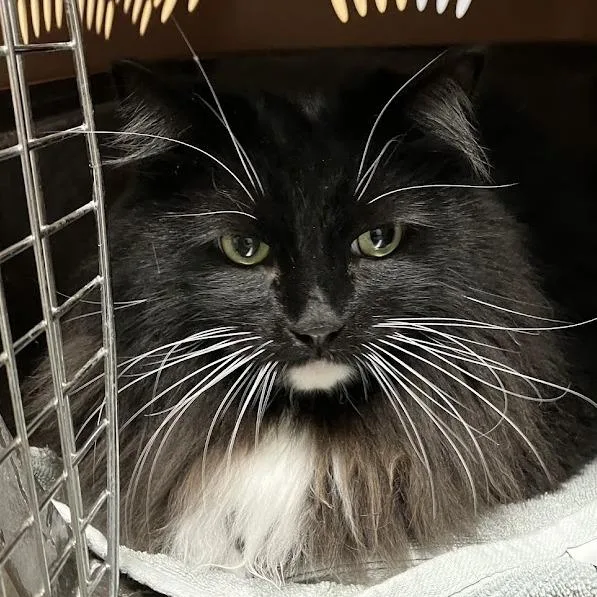 An adult extra large-sized male Black Domestic Long Hair cat named Moon for adoption in DeKalb, IL