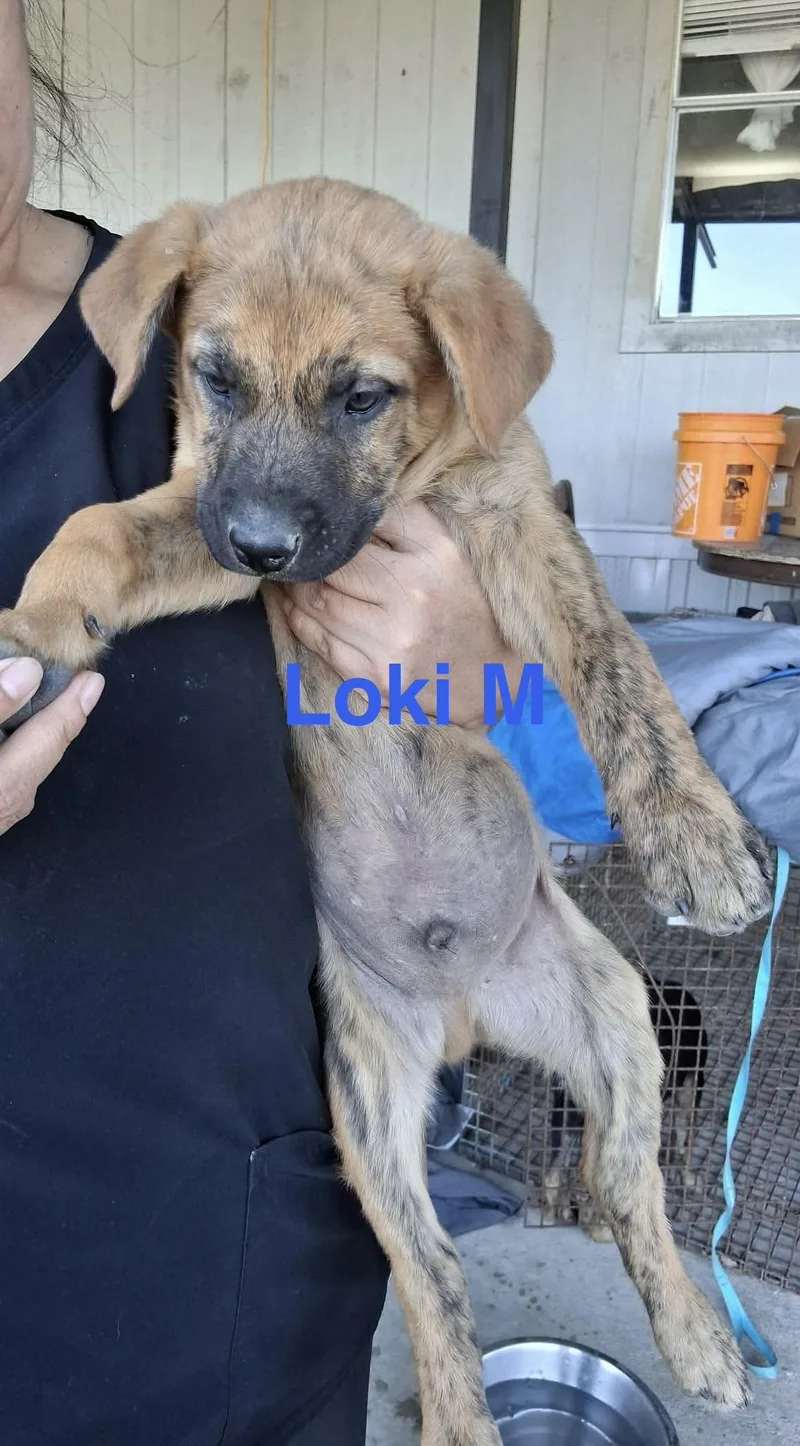 A baby medium-sized male German Shepherd Dog dog named Loki for adoption in Barkhamsted, CT
