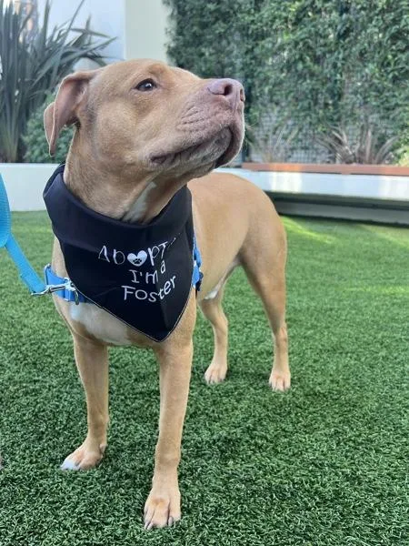 A senior large-sized male Pit Bull Terrier dog named Cornelius for adoption in San Diego, CA