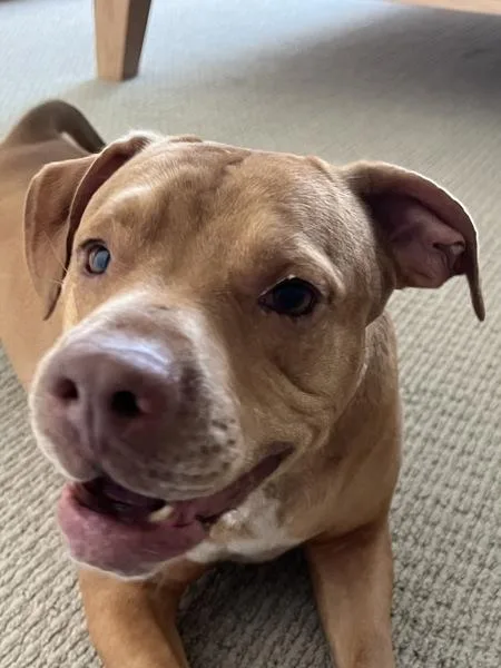 Cornelius thumbnail 2