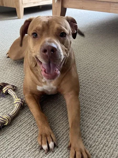 Cornelius thumbnail 3