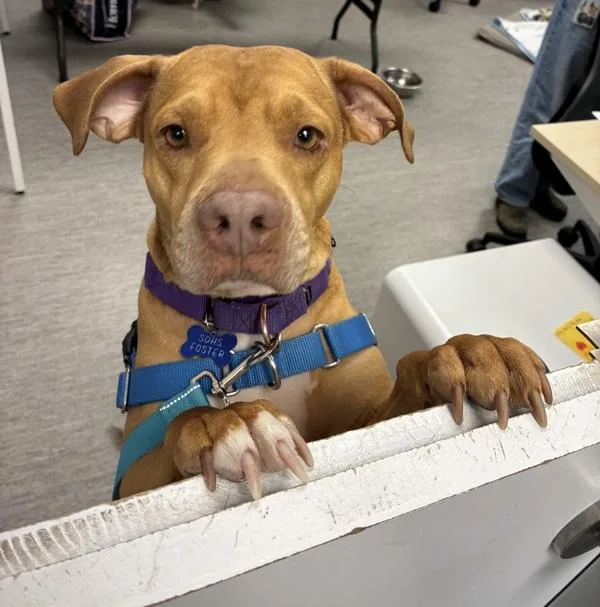 Cornelius thumbnail 4