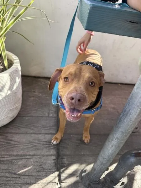 Cornelius thumbnail 5