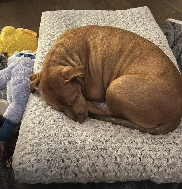 Cornelius thumbnail 6