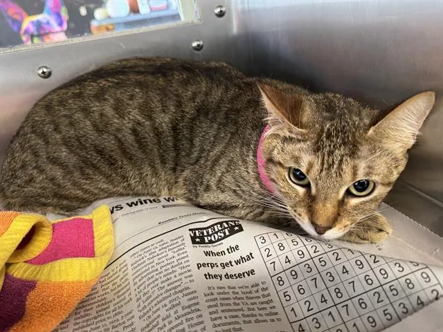 A young large-sized female Domestic Short Hair cat named Daniella for adoption in Grand Prairie, TX