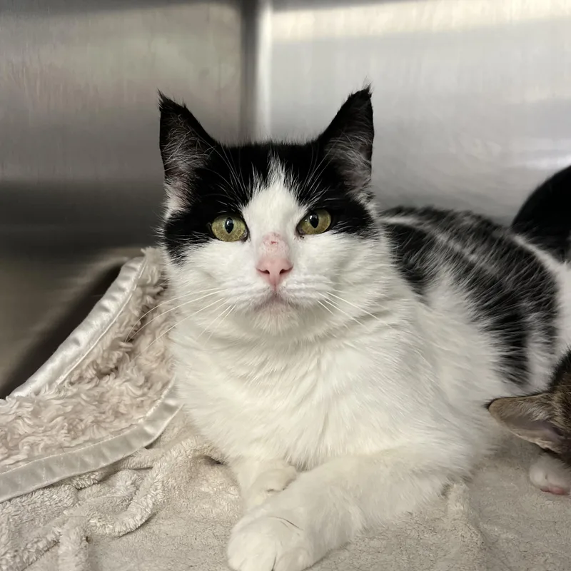 An adult medium-sized female Domestic Short Hair cat named Storm for adoption in Mount Pleasant, MI