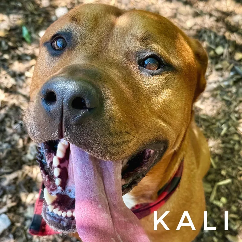 Kali thumbnail 2