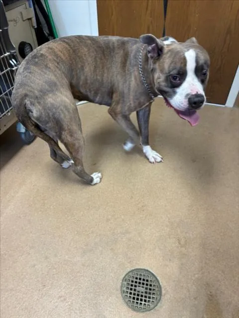 An adult large-sized male Pit Bull Terrier dog named Luffy for adoption in Norco, CA