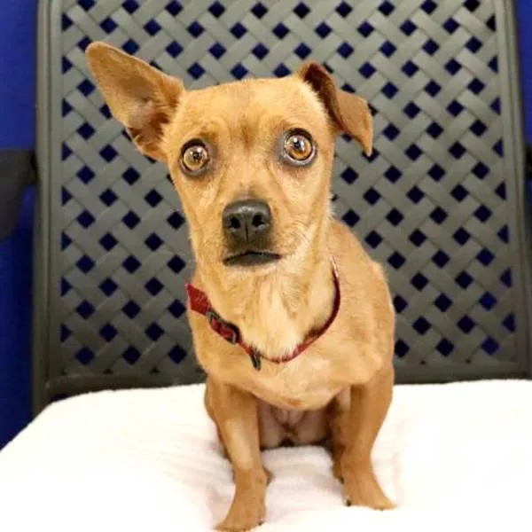 A young small-sized female Chihuahua dog named Cinnamon for adoption in Fort Davis, TX