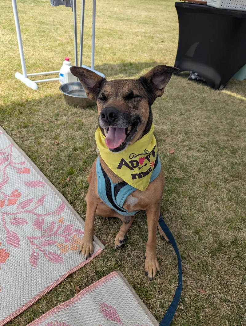 An adult medium-sized male Bicolor Terrier dog named Dawson for adoption in Raeford, NC