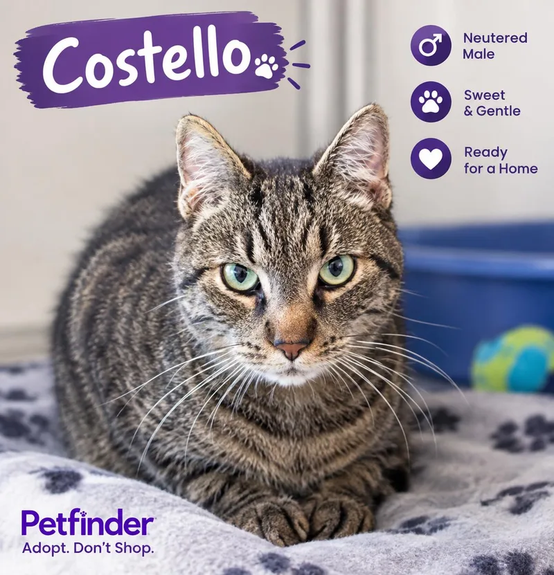 An adult large-sized male Tabby (Brown / Chocolate) Domestic Short Hair cat named Castello for adoption in Joliet, IL