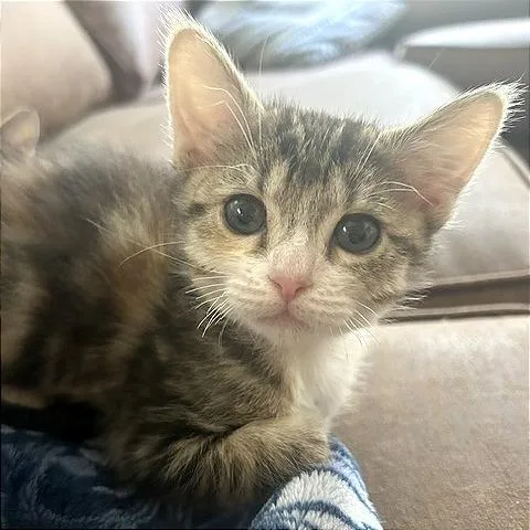 A baby small-sized female Calico Domestic Short Hair cat named A Phoebe for adoption in Pleasant Hill, CA