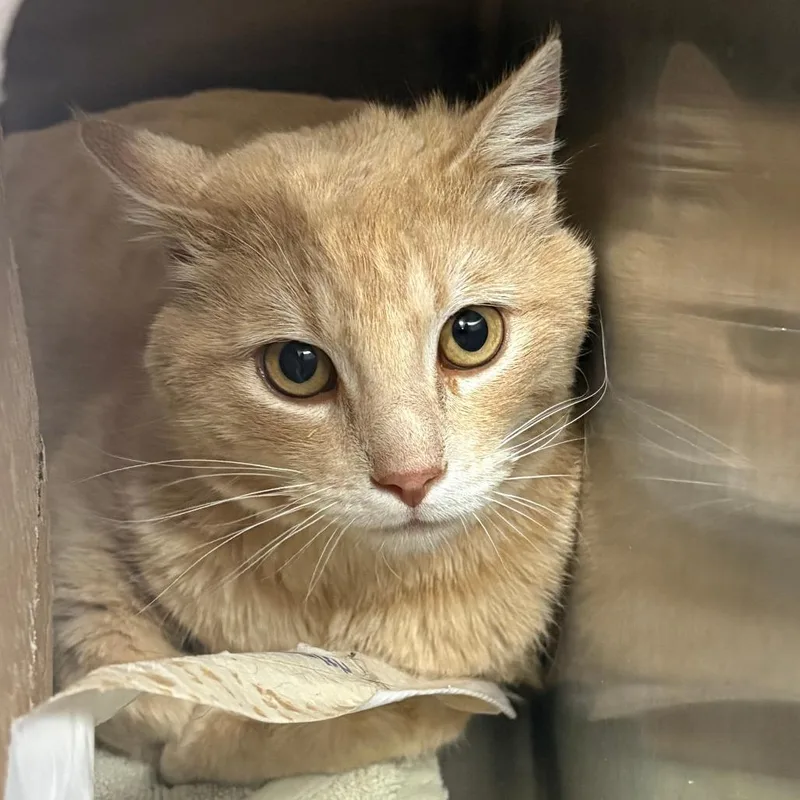 An adult medium-sized male Orange / Red Domestic Medium Hair cat named Bob for adoption in Taos, NM
