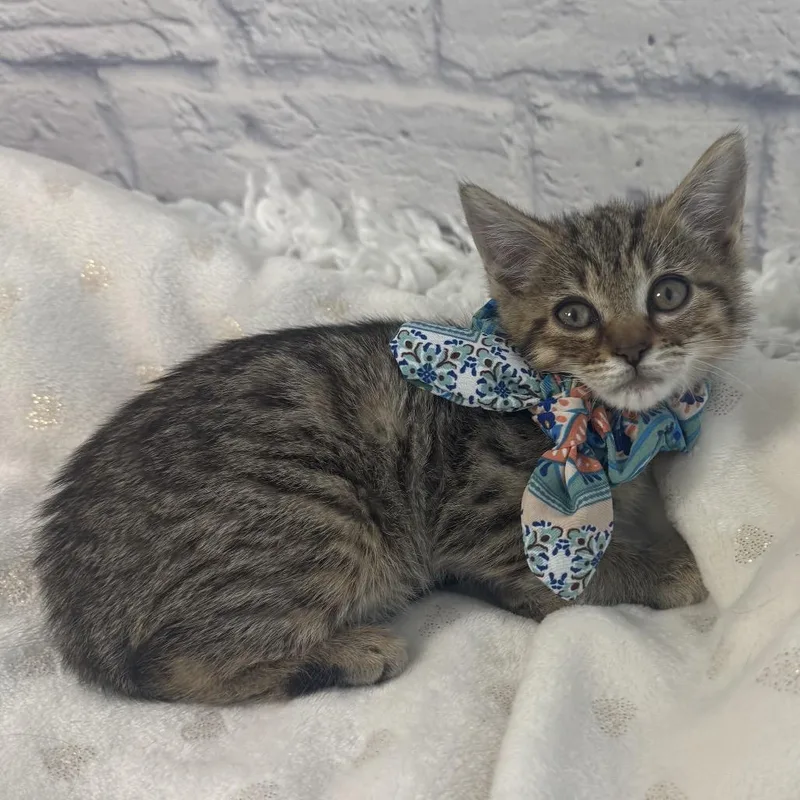 A baby small-sized female Brown / Chocolate Domestic Short Hair cat named Creamsicle for adoption in Harrisonburg, VA