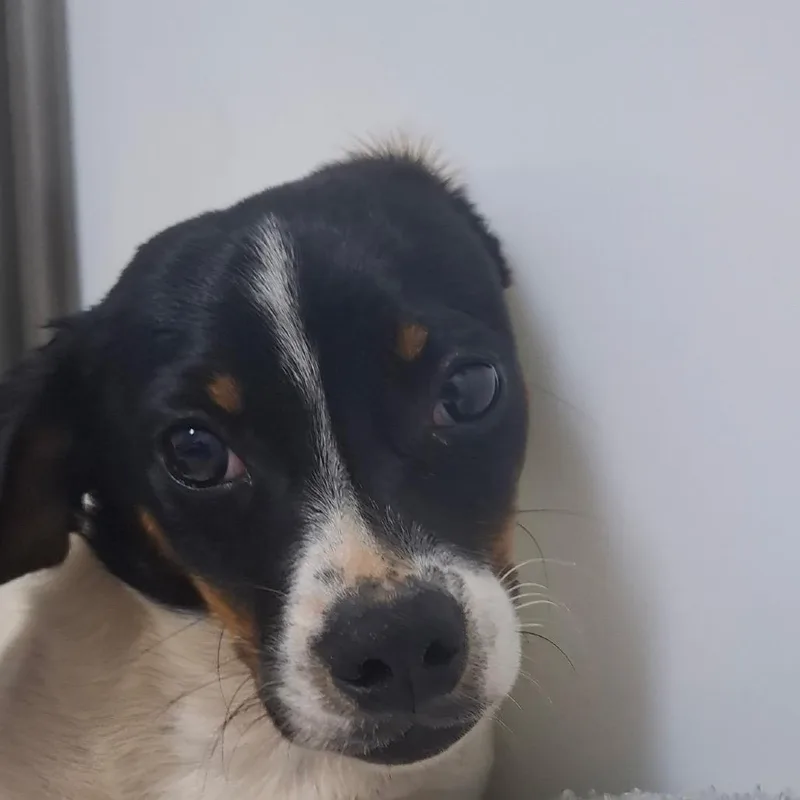 A baby small-sized male Black Jack Russell Terrier dog named Bart for adoption in Franklin, NC