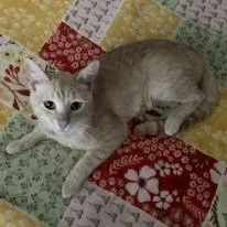 An adult medium-sized male Buff / Tan / Fawn Domestic Short Hair cat named Yellow for adoption in Jupiter, FL