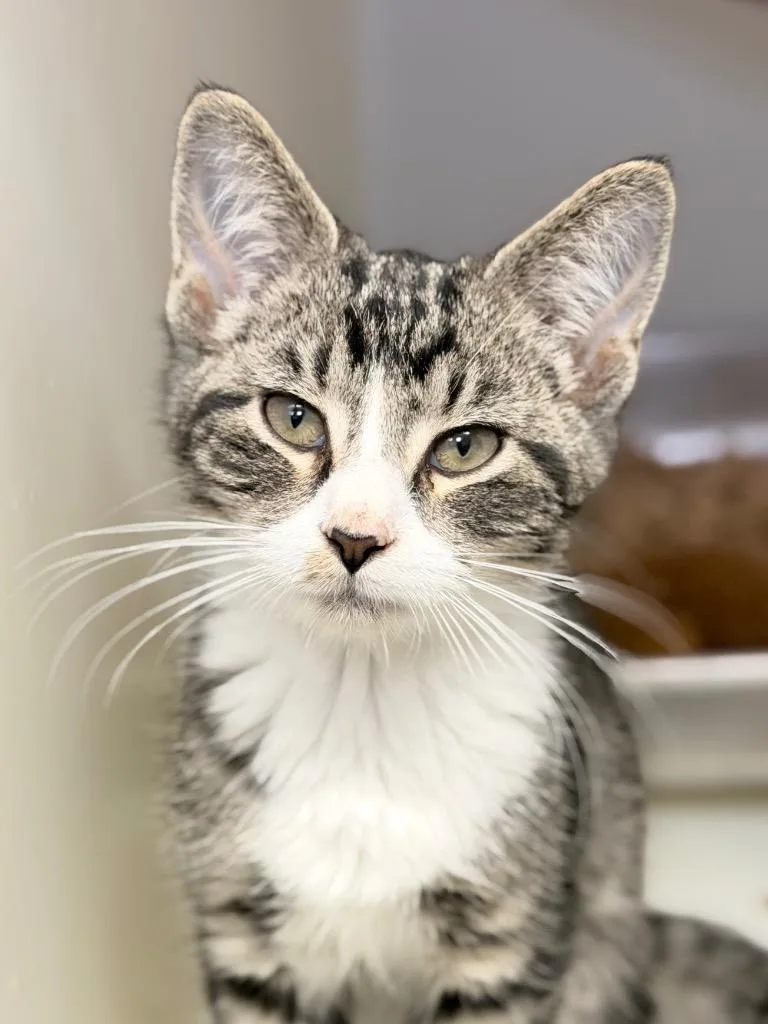 A baby medium-sized male Domestic Short Hair cat named Club for adoption in Menomonie, WI