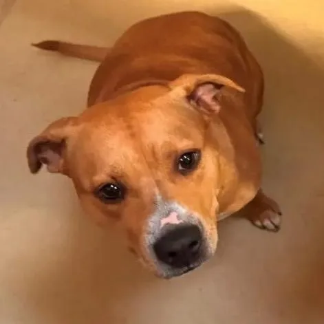 An adult medium-sized female Red / Chestnut / Orange Mixed Breed dog named Lady . for adoption in Bismarck, ND