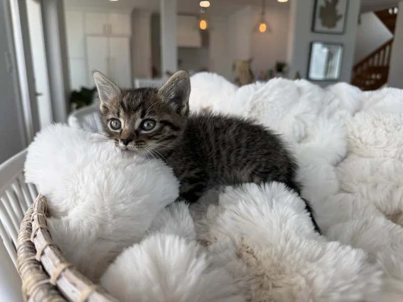 A baby small-sized male Domestic Short Hair cat named Hootenanny for adoption in Saint Augustine, FL