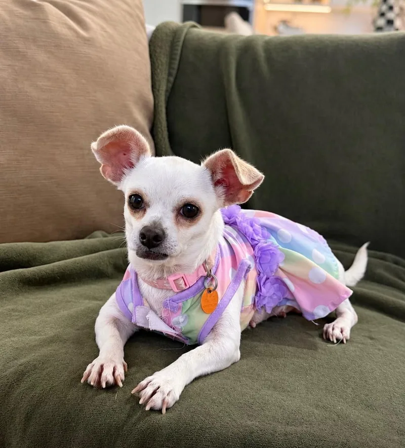 A young small-sized female Chihuahua dog named Dolly for adoption in Edinburg, TX