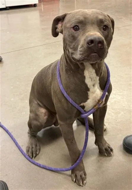 A young large-sized male Pit Bull Terrier dog named Ace for adoption in Phoenix, AZ